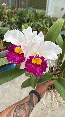 Lc. Chyong Guu Swan 'Ruby Lip' 1 - 2 Flores Gigantes + Vaso Cheio (Vegetal Antigo)