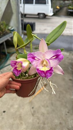 Blc. Serra de Itapeti - Florida (Antiga - Olhar Vegetal)