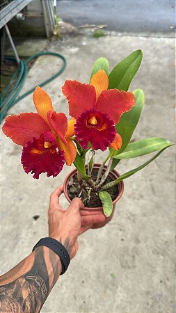 Blc. (Edisto 'New Berry' x Chunyeah #17) - Florida (Boa Cor)
