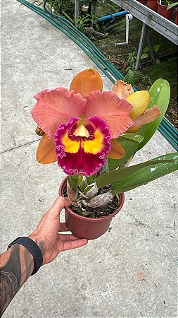 Blc. (Exotic Dream x Chia Lin) 'Orange' 1 - 3 Flores + Vaso Cheio