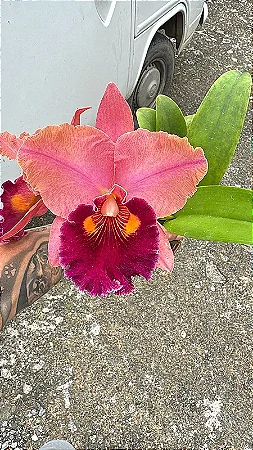 Blc. Lina Costa - 2 Botoes