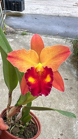 Blc. Little Toshie H&R 1 - Florida + Espata Floral