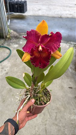 Blc. Hall of Fame 1 - Florida