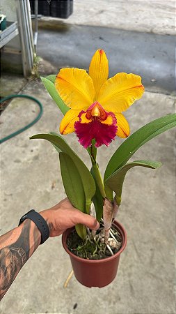 Blc. Shinfong Castle (Chunyeah x Toshie Aoki) 1 - Florida (Otima Forma)