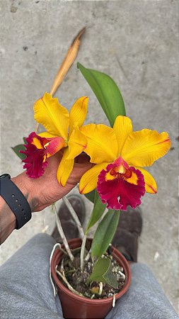 Blc. Shinfong Castle (Chunyeah x Toshie Aoki) 2 - Florida (Otima Forma)