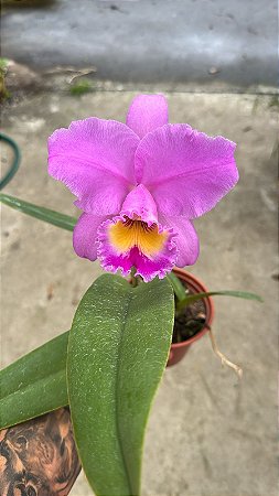 Blc. Hugo Porto 1 - Florida (Otima Forma)