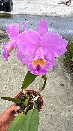 Blc. Hugo Porto 2 - Florida (Otima Forma)