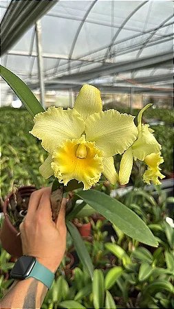 Pot. Lemon Tree x (C. Enid Butterfly x Blc. Golden Light) - 2 Frentes com Botoes