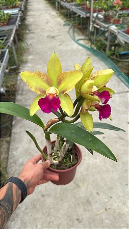Blc. (Chinese Bronze x Nobile's Confetti) 3 - Florida (Floracao Diferenciada)