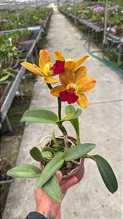 Blc. (Chinese Bronze x Nobile's Confetti) 4 - Florida (Floracao Diferenciada)
