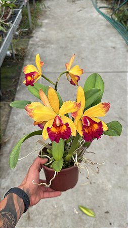 Blc. (Lady Gaga x Amazing Thailand) 2 - 2 Frentes com Flores