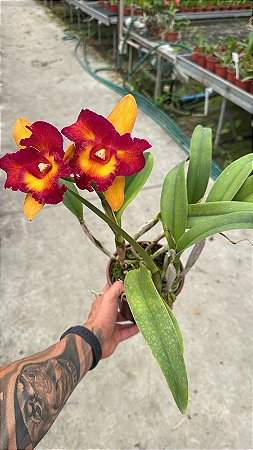 Blc. (Lady Gaga x Amazing Thailand) 3 - 2 Flores Flameadas