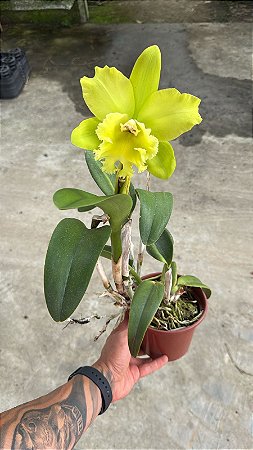 Blc. Ports of Paradise - Florida