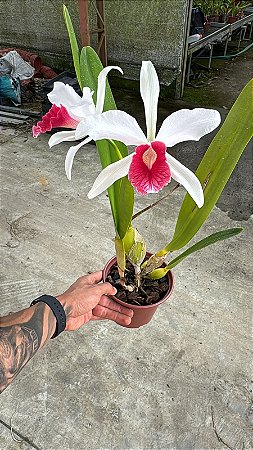 Laelia Purpurata Carnea - 2 Flores (Fora de Epoca)