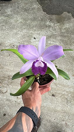 Blc. (Blue boy x Nobile's Blue Sky) - Florida