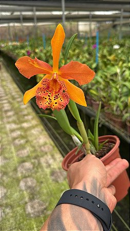 Rby. Cooper Queen 2 - Florida