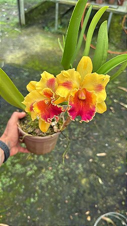 Blc. Amazing Thailand 'Gold Star' 20 - Florida + Espata FLoral