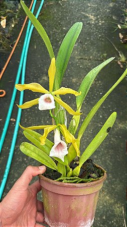 Laelia Tenebrosa 'Aurea' - 2 Flores