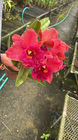 Blc. Mirian Suzuki 'Red Crab' 1 - Cacho de Flores + Espata Floral