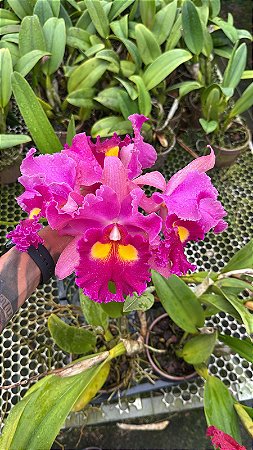 Blc. Elegance Dancer Rouge - 4 Flores Gigantes