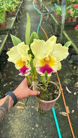 Blc. Goldenzelle 'Lemon Chiffon' 1 - 2 Flores