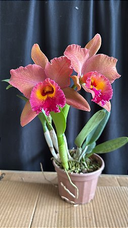Blc. (Mirian Suzuki 'Rotunda' x Suzuki's Yellow Flare) - 2 Flores (New)