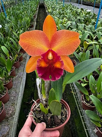 Blc. Mirian Suzuki 'Sunset' 1 - 2 Espatas Florais