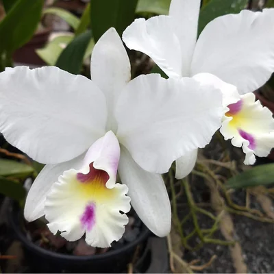 Lc. (Anceps x Jaguariuna) 1 - 4 Frentes com Botoes