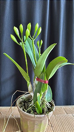 Lc. (Anceps x Jaguariuna) 2 - 3 Frentes com Botoes