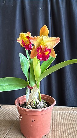 Blc. Little Toshie H&R 2 - 2 Flores