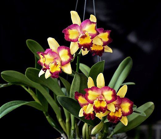 Blc. Shinshiang Diamond 'Tai Young' 1 - Botoes + Brotacao