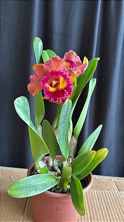 Blc. (Exotic Dream x Chia Lin) Orange 2 - Florida