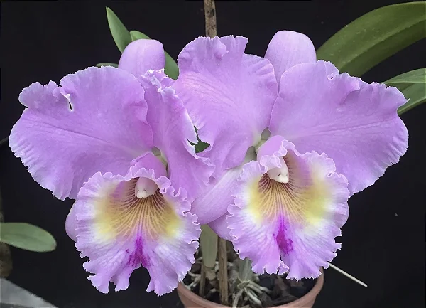 Blc. Turandot Guaxupe - 2 Frentes com Flores