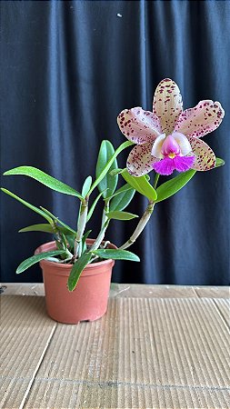 Blc. (Cruzeiro do Sul x Pao de Acucar) 2 - Florida