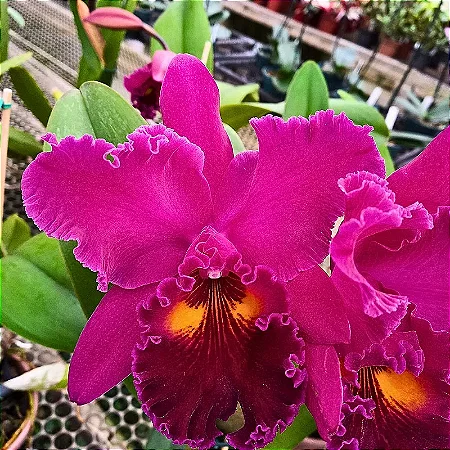 Blc. (Chia Lin 'New City' x Sanyung Ruby) 2 - 2 Frentes com Botoes