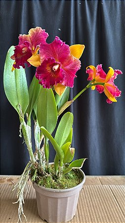 Blc. Hall of Fame 2 - 2 Frentes Floridas