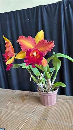Blc. Mirian Suzuki 'Orange Crush' - 2 Flores (Coloracao Diferente)