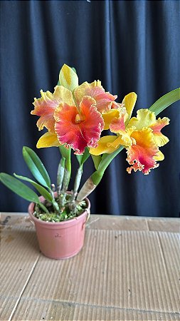 Blc. Amazing Thailand 'Gold Star' 2 - Florida
