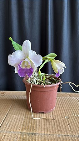 Lc. Mini Purple 'Blue Pacific' - 2 Flores