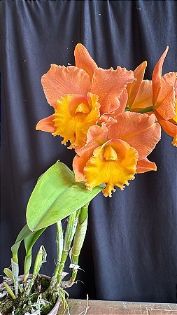 Blc. (Yingluck Smile x Mem. Buranapan Nikon) - Florida