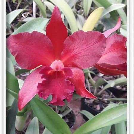 Blc. Nobile's Bruno Bruno 'Big Red' - Espata + 2 Brotacoes