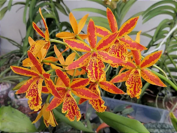 Epc. Volcano's Trick 'Fireball' 1 - 2 Hastes com Botoes