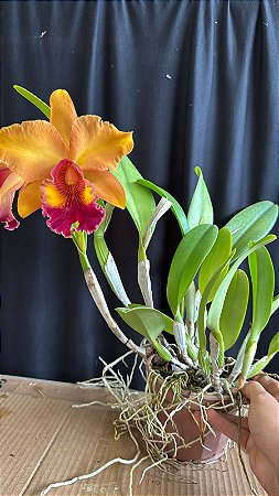 Blc. Mirian Suzuki 'Sunset' 2 - Florida + Vaso Cheio