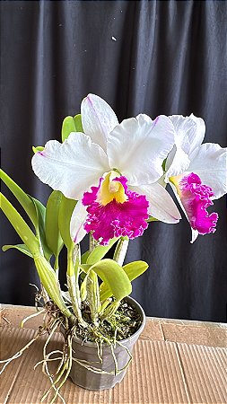 Lc. Chyong Guu Swan 'Ruby Lip' 3 - 2 Botoes