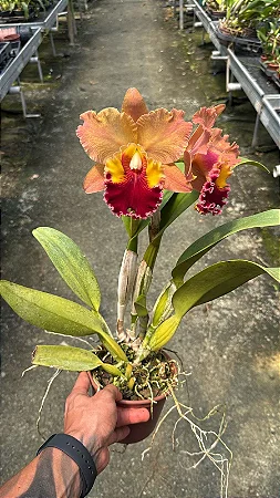 Blc. Suzuki's Matrix (Chia Lin x Goldenzelle) - 3 Frentes com Botoes + Super cheio