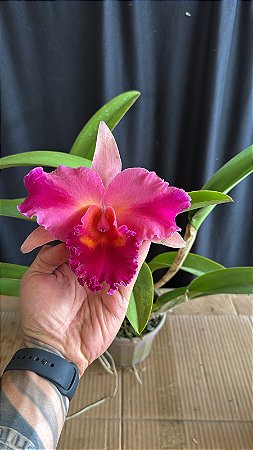Blc. (Macki Flare x Hall of Fame) Rosa Flameada (Flor gigante)
