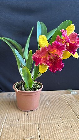 Blc. Nobile's Tropical Sunset 'Kinriu' - 2 Flores + Vaso Cheio