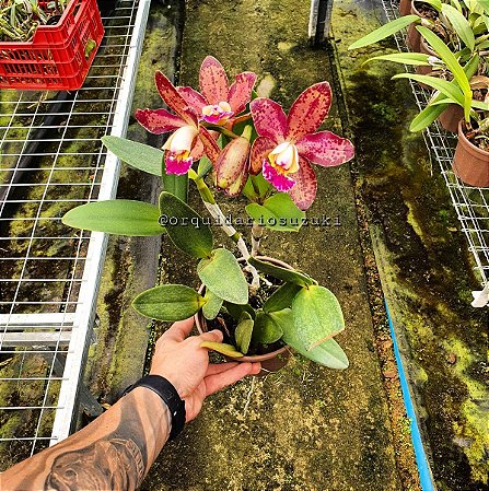 Blc. Durigan Poseidon 1 - Vegetal