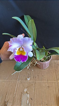 Blc. (Patchara Fancy x Memoria Anna Balmores) - Florida (Otima Cor e Forma)