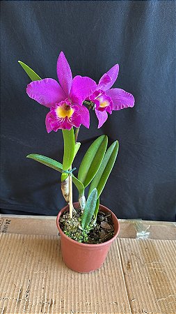 Blc. (Tiago Suzuki 'Sunlight' x Maikai Mayumi) - Florida (Nova Variedade)